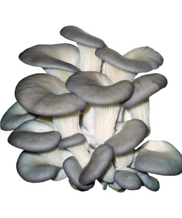 Buy Organic Pleurotus Medicinal Mushroom Capsules - 93 x 450mg Powder - Rich in Vitamin B - Made in Germany - International Shipping Available - Buy Online on GoSupps.com