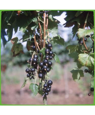 Buy Blackcurrant 'Titania ' Half-Standard in Container | International Shipping Available - Buy Online on GoSupps.com