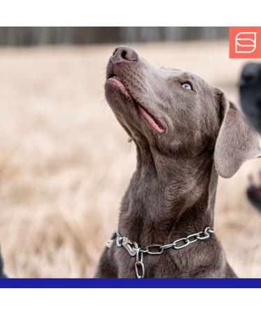 Shop Sprenger Stainless Steel Dog Collar with Adjustable Hook - 60cm 3mm - Durable & Stylish Necklace - Buy Online on GoSupps.com