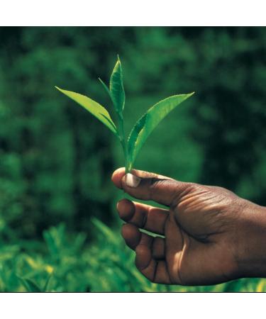 Palais des Th s FLEUR DE GEISHA Th Vert Parfum M lange Floral et Fruit Parfum Doux et Gourmand 20 Sachets Mousselines - Buy Online on GoSupps.com