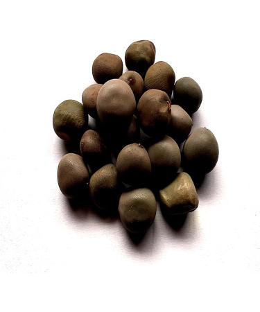 RAW HERBS/JADI BOOTI DRIED KARANJWA BEEJ KAT KARANJA SEEDS SAGARGOTA CAESALPINIA BONDUCELLA (50GM) - Buy Online on GoSupps.com