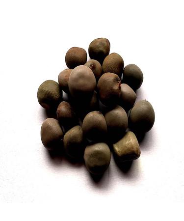 RAW HERBS/JADI BOOTI DRIED KARANJWA BEEJ KAT KARANJA SEEDS SAGARGOTA CAESALPINIA BONDUCELLA (50GM)