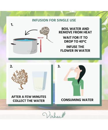 XL Rose of Jericho Chajarat Mariam - Fertility-Promoting Plant - Anastatica Hierochuntica - Buy Online on GoSupps.com