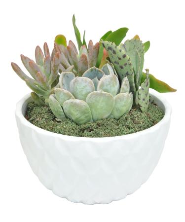 Costa Farms Succulent Garden Fully Rooted Live Indoor Plant 8-Inches Tall, in Ceramic Dcor Planter 8-Inches Tall Ceramic Dcor Planter