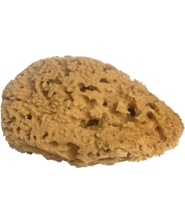 The Home and Hobby Shop Unbleached Natural Honeycomb Sea Sponge (5.5-6''/14-15cm) with Seaweed & Olive Oil Handmade Soap Bar and Clamshell Soap Dish Brown (NS1213) - Buy Online on GoSupps.com