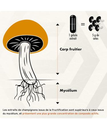 SOLVE Labs Cordyceps Premium Extract Powder 43% Beta Glucans Extract 10:1 Zero Fillers & Additives 100g 3 Months Supply - Buy Online on GoSupps.com