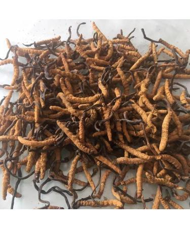 Ayachang Cordyceps Sichuan Dong Chong Xia Cao Affordable Winter Wormwood from Sichuan for Everyday Wellness (5g) 0.18 Ounce (Pack of 1) - Buy Online on GoSupps.com