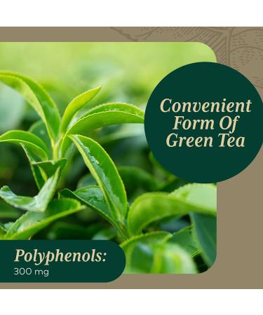 Gaia PRO Green Tea Herbal Supplement - Organic Green Tea Leaf Extract - 60 Vegan Liquid Capsules - Buy Online on GoSupps.com