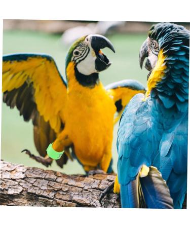 Beavorty 200 pcs Racing Digital Indoor Bands Identification Clip- Plastic Band Chick Pigeon Bird Leg 1X1X0.8CMx2pcs Greenx2pcs - Buy Online on GoSupps.com