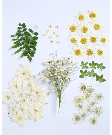 72 PCS Real Dried Pressed Flowers Leaf Plant Herbarium for Resin Mold Craft Jewelry Making (White Daisy)