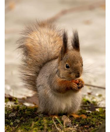 Britten & James High Energy Squirrel Food 100% Natural in a Stay Fresh 5L Tub (3kg) - Buy Online on GoSupps.com