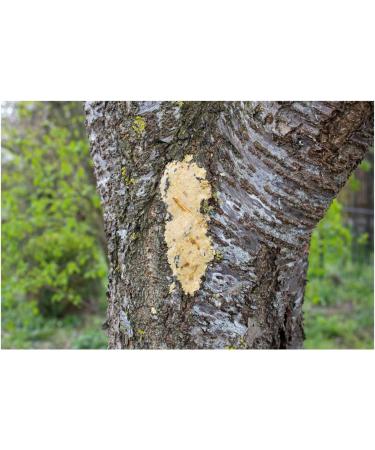 JR FARM Garden Bark-Butter Mealworms 2kg - Premium Natural Treat for Birds & Wildlife | International Shipping Available - Buy Online on GoSupps.com