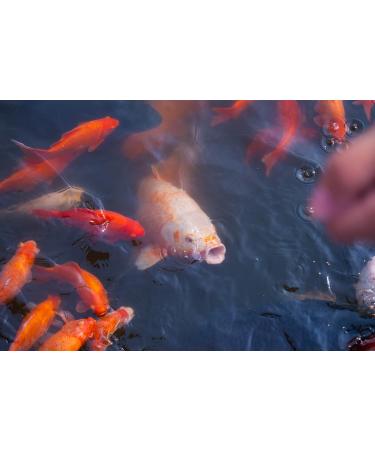 aquatic_science 2 KG All Season ICHI Food Medium - Buy Online on GoSupps.com