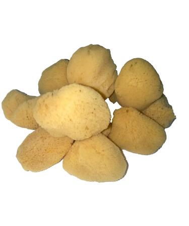 Premium Natural Sea Silk Sponges by Sponge Producers Naturals - Buy Online on GoSupps.com