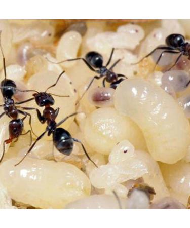 Tala Ante Oil - Ant Egg Oil for Hair Removal | International Shipping Available | Best Anti-Growth Solution - Buy Online on GoSupps.com