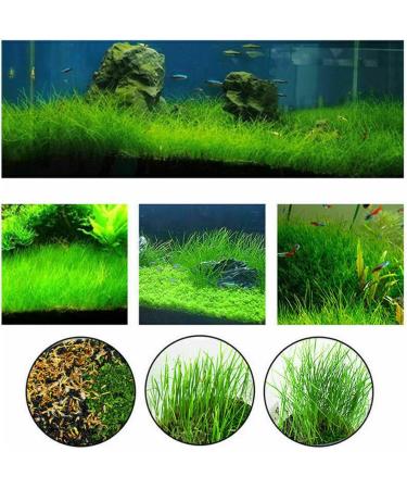 Aquarium Grass Plants Seeds Mini Hairy Grass Seeds 10G Fish Tank Aquarium Plant Aquatic Water Grass Plant Seeds Easy Grow - Buy Online on GoSupps.com