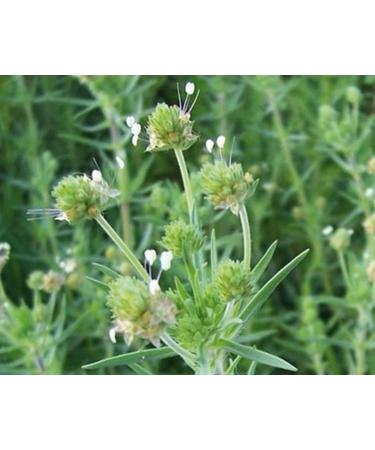 500 Brown Psyllium Seeds - real ispaghul plantain - reproducible peasant seeds - SemiSauvage - Buy Online on GoSupps.com