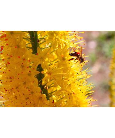 Raw linden honey from ImkerPur unfiltered uncentrifuged or heated contains flower pollen beeswax propolis bee bread and royal jelly - Buy Online on GoSupps.com