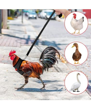 Molain Adjustable Chicken Harness with Leash | Breathable Chicken Vest for Ducks & Hens (2-11 lb) - Comfortable Training Mesh Dish - Buy Online on GoSupps.com