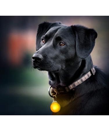 LED Fluorescent Dog Collar with Battery - Bright Yellow Luminaire Band for Pets | Precorn One Size - Shop Now! - Buy Online on GoSupps.com