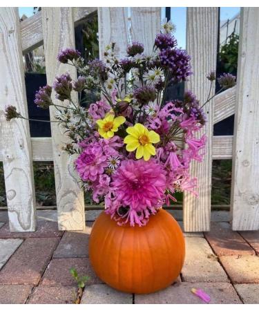 Lions Mane Pumpkin Spice Adaptogenic Ground Mushroom Coffee 1x 145g Bag By The Lincolnshire Mushroom Co. - Buy Online on GoSupps.com