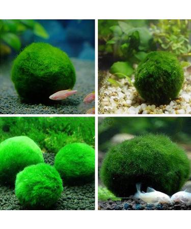 6Pcs Moss Balls Natural Green Moss Balls Live Aquarium Plants 1.2-1.6 inch Artificial Seaweed Ball Plants Water Grass Shrimp Water Grass Balls for Fish Tank Terrarium - Buy Online on GoSupps.com