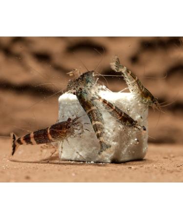 NatureHolic - MineralCube Vitamin Power I for mineral intake I with valuable vegetables I also ideal as holiday food I does not pollute the water I 47ml - Buy Online on GoSupps.com