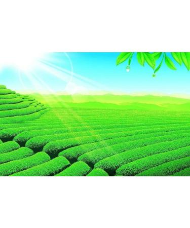Tie Guan Yin Th Oolong Th Chinois Th Vert 30 sachets - Buy Online on GoSupps.com