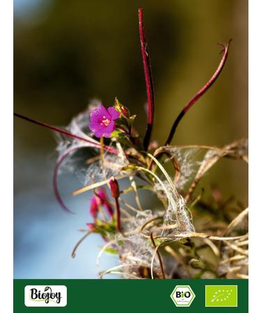 Biojoy BIO Fireweeds dried and cut 500 g ideal for Fireweed tea Epilobium parviflorum - Buy Online on GoSupps.com