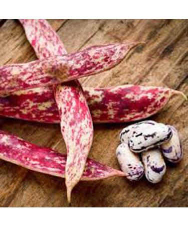 Bean Natale Lima Heirloom biologica 100+ semi fagioli Buttery decorativi