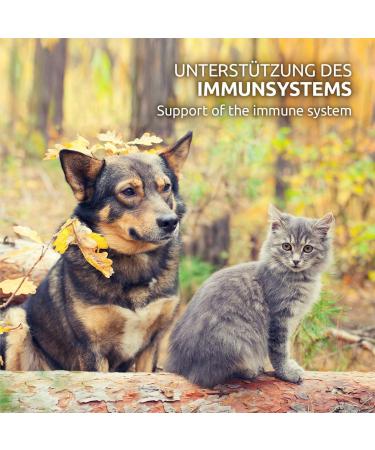 AniForte MultiVETAL Multivitamin Powder for Dogs Cats 100g - Vitamins minerals and natural nutrients for an optimal intake support of natural defenses - Buy Online on GoSupps.com