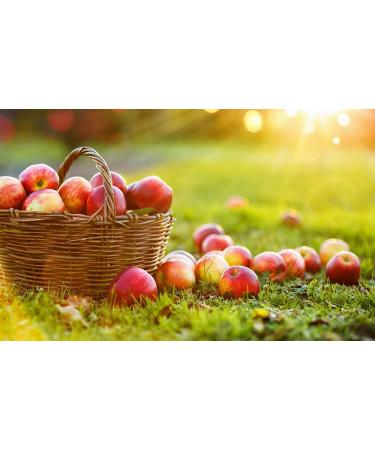 OFLORALE All Natural Apple Cider Vinegar with The Mother - Tangy Fruity Flavor - Raw Unfiltered Pure ACV - 16.9 fl oz Glass Bottle - Buy Online on GoSupps.com