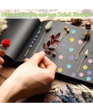 Real Forget Me Not Dried Flowers - 101 Pieces for DIY Jewelry, Nail Art, Candle, and Resin Craft Decor - Buy Online on GoSupps.com