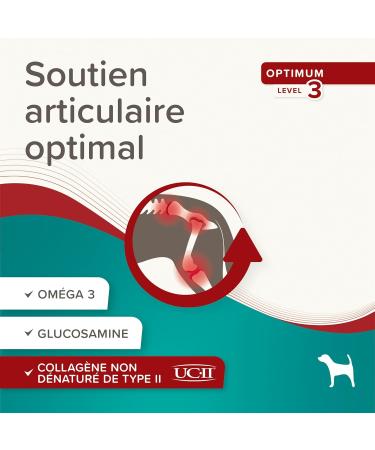 BEAPHAR Flexifit Joint Chews for Dogs Contains vitamins glucosamine essential fatty acids and collagen Provides joint support Highly palatable Level 3 175g - Buy Online on GoSupps.com