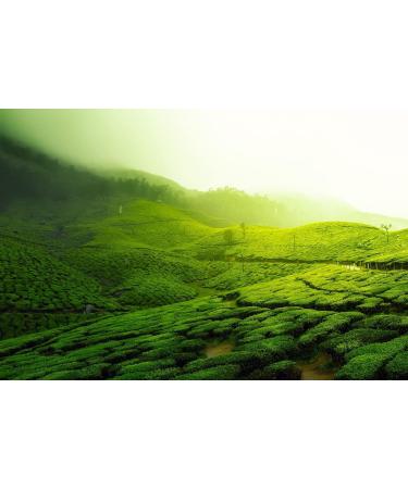 David Rio Flamingo Vanilla Chai - Pappwickeldose (1.52 kg) | Premium International Shipping - Buy Online on GoSupps.com