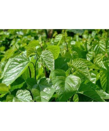 cn herb 200g Mulberry Leaf Powder Is Dry and Smooth and Does Not Clump - Buy Online on GoSupps.com