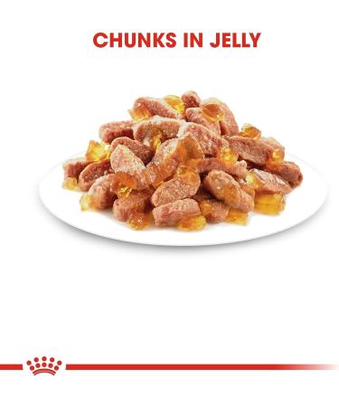 Royal Canin Kitten in Jelly Cat Food (12 x 85g) - Buy Online on GoSupps.com
