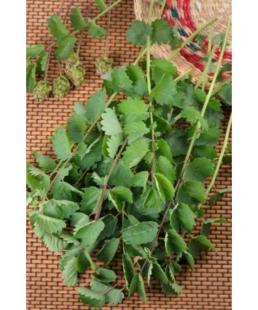 Burnet Herb Tea/Grande Pimprenelle Herbe (Sanguisorba Officinalis L. - Herba Sanguisorbae) - Health Embassy - 100% Natural (50g) - Buy Online on GoSupps.com