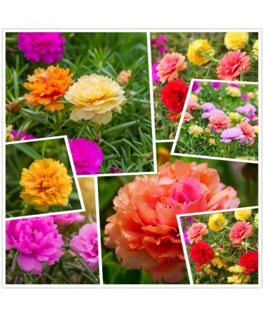 hua xian zi Moss Rose (Portulaca Grandiflora) Mixed Colors 10 000+ fresh seeds Glauber