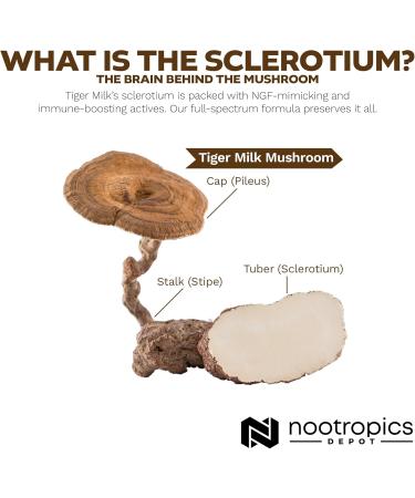 Nootropics Depot Tiger Milk Mushroom Capsules | 300mg | 60 Count | Lignosus rhinocerus Sclerotium | Cognition Histamine & Respiratory Support 60 Count (Pack of 1) - Buy Online on GoSupps.com