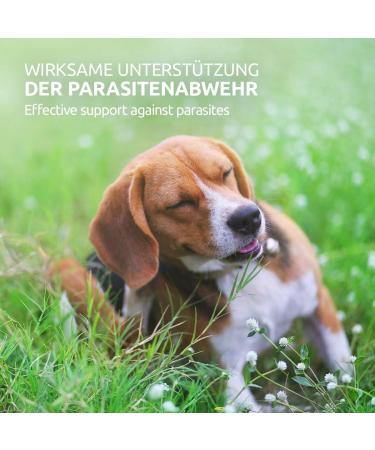 Aniforte Mite Spray for Dogs & Horses - 500ml | Effective Insect & Parasite Defense - Buy Online on GoSupps.com