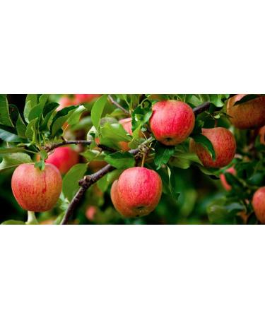 North Coast Organic Honeycrisp Apple Sauce 24oz (6 Pack) - Pure & Delicious - Buy Online on GoSupps.com