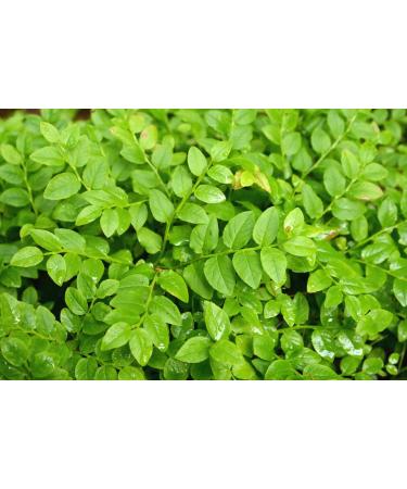 European Blueberry Leaf Tea | Airelle Feuille Tisane | Vaccinium Myrtillus L | Health Embassy (50g) - Buy Online on GoSupps.com