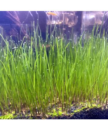 Freshwater Aquarium Plant Seeds Combo - Mini Leaf & Longhair Grass, Small Pearl - Fish Tank Terrarium Decor - Buy Online on GoSupps.com