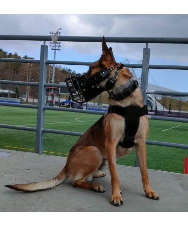 Buy Dingo Gear Rubberized Metal Muzzle for Malinois Dogs | Comfortable & Professional | Universal Fit for Long Walks - S03048 - Buy Online on GoSupps.com