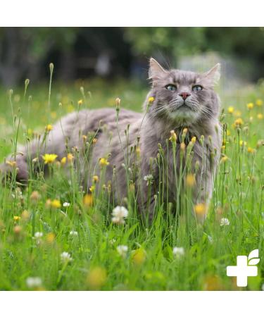 Reavet Skin & Fur Powder for Dogs & Cats 250g | Hair Loss Support & Fur Change Complex with Brewers Yeast Omega-3 & Rose Hips - Buy Online on GoSupps.com