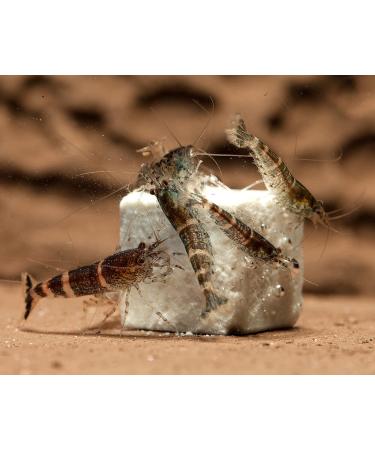 NatureHolic - MineralCube Spinat Power I for mineral intake I with valuable spinach I No water pollution I Ideal food for holidays I 47ml - Buy Online on GoSupps.com