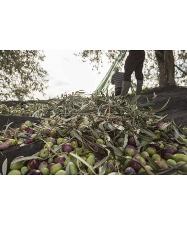 EARTH SURTI TERRA SURTI Extra Virgin Olive Oil 100 Italian 3 Liter Can Harvest 20242025 - Buy Online on GoSupps.com