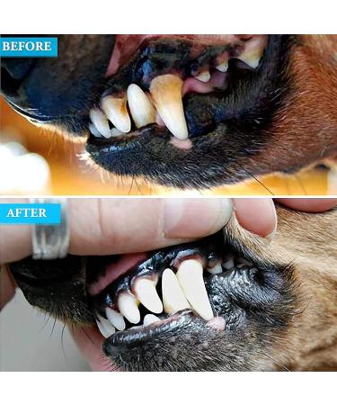 Kinzio Tartar Remover for Dogs & Cats - Dual-Head Pet Dentist Tooth Cleaner (Gold/Black) | Effective Dental Plaque Remover - Buy Online on GoSupps.com