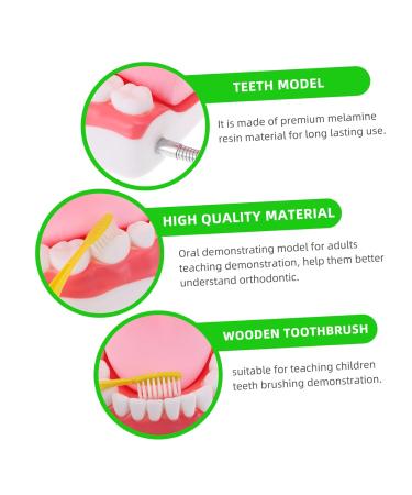 Ultechnovo 3D Tooth Model for Adult Education | Dental Teaching Model & Typodont for Dentists - International Shipping Available - Buy Online on GoSupps.com